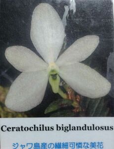 【北軽ガーデン】＊熱帯植物＊Ceratochilus biglandulosus＊洋ラン原種＊極小型種＊セラトキラス　ビグランデュロサス＊ジャワ島原産＊