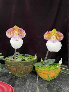 【北軽ガーデン】＊パフィオ＊Paph.micranthum var.eburneum＊原種＊パービ系＊ミクランサム　エバニウム＊広西省原産＊