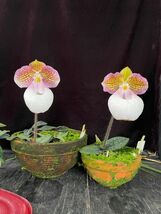 【北軽ガーデン】＊パフィオ＊Paph.micranthum var.eburneum＊原種＊パービ系＊ミクランサム　エバニウム＊広西省原産＊_画像1