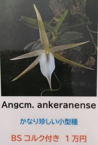 【北軽ガーデン】＊熱帯植物＊Angcm.ankeranense＊洋ラン原種＊アングレコイド＊マダガスカル島原産＊希少種＊小型種＊花芽付き＊