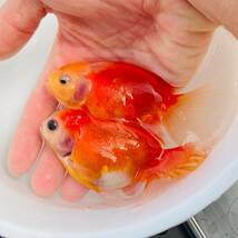 【桜東錦 明け2歳 更紗 2匹セット 】○ビートファーム○ 金魚、獅子頭 、オランダ 、鑑賞魚、東錦_画像3