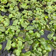 【ホテイアオイ 10株】綺麗な花が咲く水草 めだか・金魚などの産卵床におすすめ！！第4種植物種子郵便にて発送 送料無料！！ホテイソウ_画像2