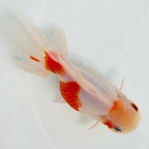 【桜東錦 明け2歳 更紗 】○ビートファーム○ 金魚、獅子頭 、オランダ 、鑑賞魚、東錦