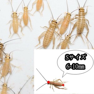  Europe i eko orogiS size (6-10mm)200 pcs +α①