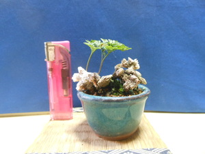  legume . mini bonsai stone . shino b