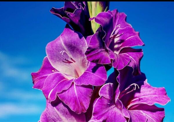 花色レア　グラジオラス　シンプル単色咲き　6球　紫色