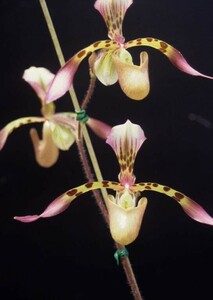 HIF洋蘭 183 Paph. haynaldianum x sib. ('Purpule Wings' x 'Ron') 蕾着