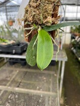 HIF洋蘭 212 Phal. lueddemanniana (自然種)_画像3