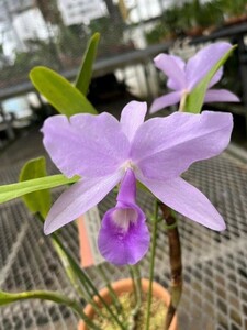 HIF洋蘭 226 Gur. skinneri coerulea 'Blue Fantasia' (Div.) 花着