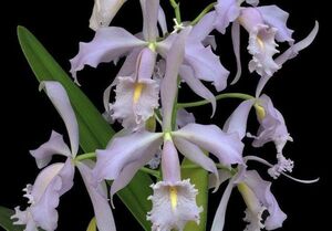 HIF洋蘭 182 C. maxima coerulea ('Alexandra' x self 'Select') x ('Hector' 'Arai 4N')