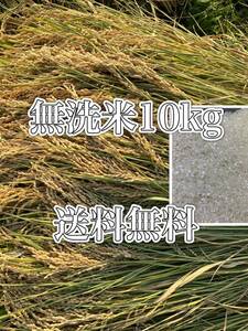 新米　令和5年　10kg 美味しいお米　送料無料　無洗米　お買い得