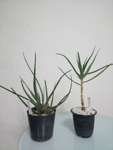 【2種セット】 グラキリス　アルビフローラ　アロエ　Aloiampelos Gracilis / Aloe Albiflora 　観葉植物　多肉植物　アロイアンペロス_画像1