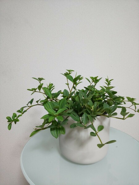 フェアリー　ペペロミア　Peperomia Fairly 観葉植物　多肉植物　インテリア　耐寒性　耐陰性　育てやすい　ストライプ　フォレット ロッソ