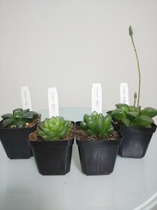 『４種セット』ハオルチア　ハオルシア　Haworthia　軟葉　硬葉　観葉植物　多肉植物　レツーサ　コンプト　オブツーサ　耐寒性　レア 希少