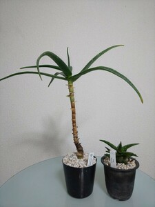 【2種セット】ストリアツラ　ジュクンダ 　アロエ　Aloiampelos Striatula / Aloe Jucunda 　観葉植物　多肉植物　アロイアンペロス　ヤシ