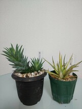 『2種セット』グラウカ　ヘレー　十二の巻錦　ハオルチア　ハオルシア　Haworthia　軟葉　硬葉　観葉植物　多肉植物　glauca herrei　希少_画像1