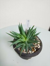 『2種セット』グラウカ　ヘレー　十二の巻錦　ハオルチア　ハオルシア　Haworthia　軟葉　硬葉　観葉植物　多肉植物　glauca herrei　希少_画像3