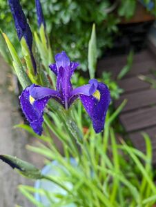 ノハナショウブ　原種　ハナショウブ　開花見込み株　花菖蒲