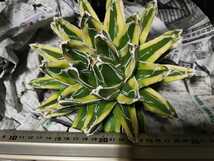 アガベ 笹の雪 輝山 発色抜群!! Agave victoriae reginae kizan だらけきった正義、 九段下の駅をおりて 坂道を〜♪_画像6