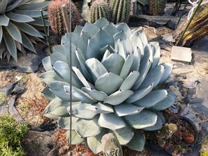 アガベ パリー 吉祥天 トランカータ トルンカータ ホーチエンシス パリーパリー 吉祥天 虚空蔵 白曼荼羅 agave parryi 子株 48cm truncata