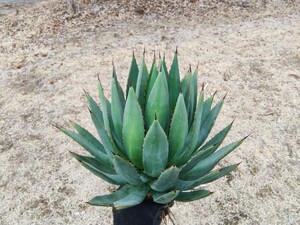 アガベ ハイブリッド イシスメンシス × フィリフェラ 葉数MAX!!! agave hybrid 美株 プレイングハンズじゃないよ