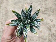 アガベ Agave 笹の雪 ペンキのりまくり Agave victoriae reginae_画像1