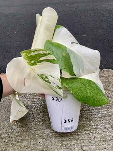 YC_230 特麗白斑入り モンステラ ボルシギアナ ホワイトタイガー　Varigated Monstera Borsigana white tiger