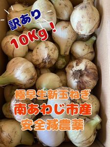 淡路島玉ねぎ極早生☆訳あり10キロ(箱重さ含まない)農家直送◎茎のオマケ付き（●＾o＾●）