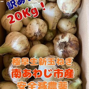 ◎淡路島玉ねぎ★減農薬極早生新玉ねぎ☆訳あり20キロ(箱重さ含まない)農家直送◎茎のオマケ付き（●＾o＾●）の画像1