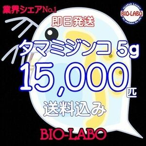 タマミジンコ5g+サービス3g 24000匹相当