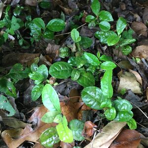 ★★お茶の木2株★★お茶の苗木　日本茶の苗　抜き苗