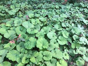 ★★ふきのとうの苗7株★★ 蕗の薹　フキノトウ　ふき　山蕗　ヤマブキ　山菜の苗木