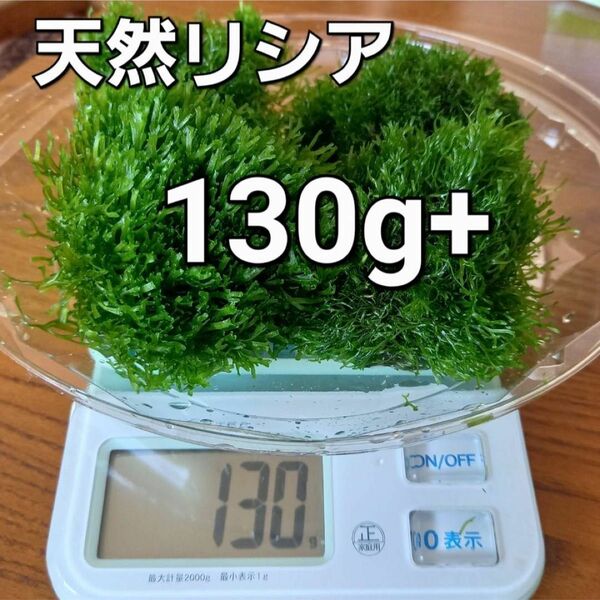 天然リシア130g+20g　おまけでアマゾンフロッグピット　おまけアカウキクサ　 水草 メダカ アクアリウム 水中葉 熱帯魚 