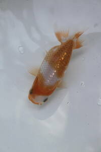 * special selection *. peace 5 year production beautiful .. pattern . tail tube. fat fn tongue. .. golgfish..10cm degree 