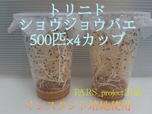 （2000匹 条件付死着補償有） トリニドショウジョウバエ （餌用ショウジョウバエ）