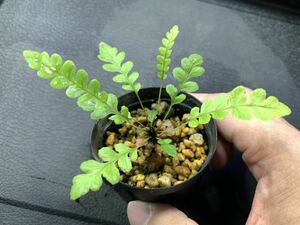 Blechnum obtusatum var. obtusatum ブレクナム オブツサタム KSB便胞子増殖株　熱帯植物　シダ植物