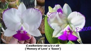 (^。 ^)(767) C.walkeriana var.s/a x sib ( 'Memory of Love' x 'Eason' )