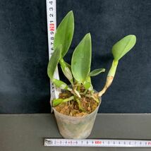 (^。 ^)(720) C.walkeriana semi-alba x sib ('Elixir of Love' x ‘Madow Model')_画像3