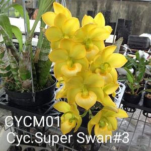 (^。 ^)(760)Cyc. Super Swan‘#3’