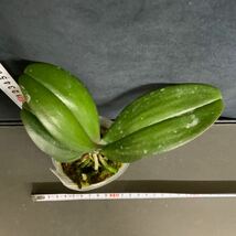 (^。 ^)(838) 新入荷,Phal. I-Hsin Yellow Leopard_画像4