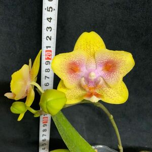 (^。 ^)(908)Phal. Yaphon Green Batman,