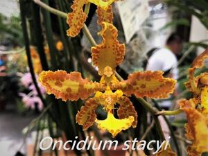 (^。 ^)(804)Trichocentrum stacyi 