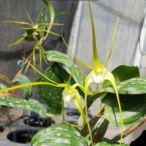 (^。 ^)(731)Den. tetragonum var. alba × sib