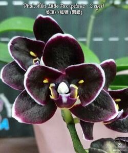 (^。 ^)(837)新商品,Phal. Miki Little Fox (peloric 2 eyes),花芽あり