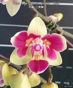 (^。 ^)(913)Phal. Sogo Yellowtris (peloric)