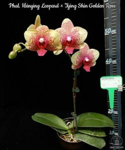 (^。 ^)(921)Phal. Hsinying Leopard x Tying Shin Golden Rose