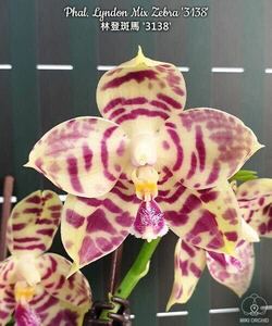 (^。 ^)(922)Phal. Lyndon Mix Zebra ‘3138’