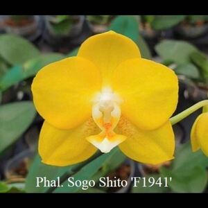 (^。 ^)(939)Phal. Sogo Shito