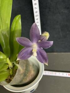 (^。 ^)(911)Phal. speciosa ‘Purple Mountain’