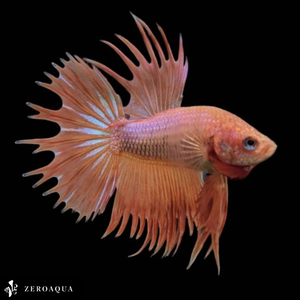 [ animation ] male betta (b8813) Thai production tropical fish Crown tail white orange 